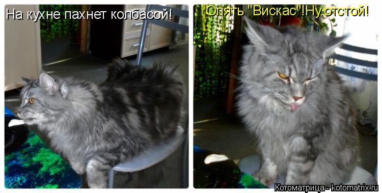 На кухне пахнет колбасой! Опять "Вискас"!Ну.отстой!... Котоматрица: На кухне пахнет колбасой! Опять "Вискас"!Ну.отстой!