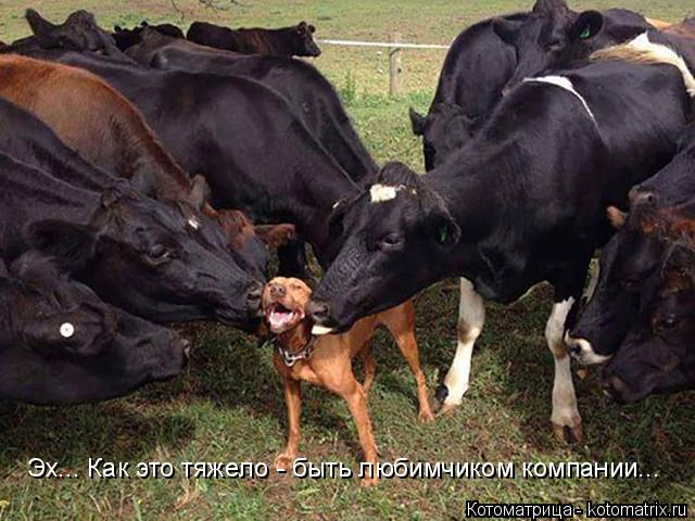 Эх... Как это тяжело - быть любимчиком компании...... Котоматрица: Эх... Как это тяжело - быть любимчиком компании...