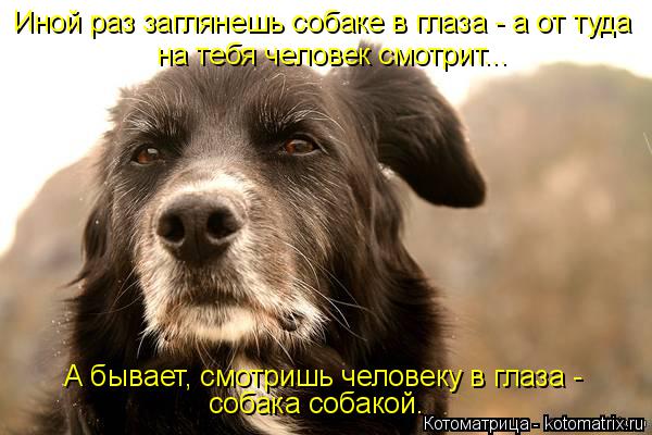 Котоматрица: Иной раз заглянешь собаке в глаза - а от туда на тебя человек смотрит... А бывает, смотришь человеку в глаза -  собака собакой.