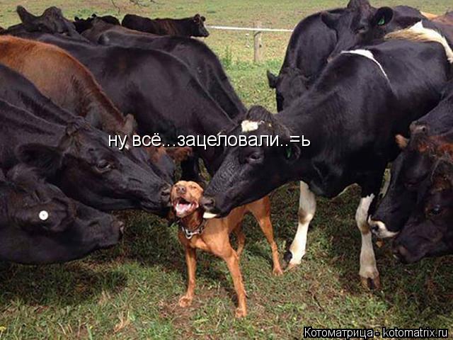 ну всё...зацеловали..=ь... Котоматрица: ну всё...зацеловали..=ь