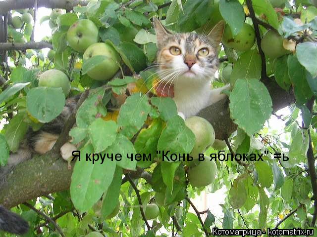 Котоматрица: Я круче чем "Конь в яблоках" =ь