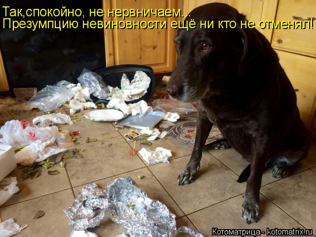 Презумпцию невиновности ещё ни кто не отменял! Так,спокойно, не нервничаем...... Котоматрица: Презумпцию невиновности ещё ни кто не отменял! Так,спокойно, не нервничаем...