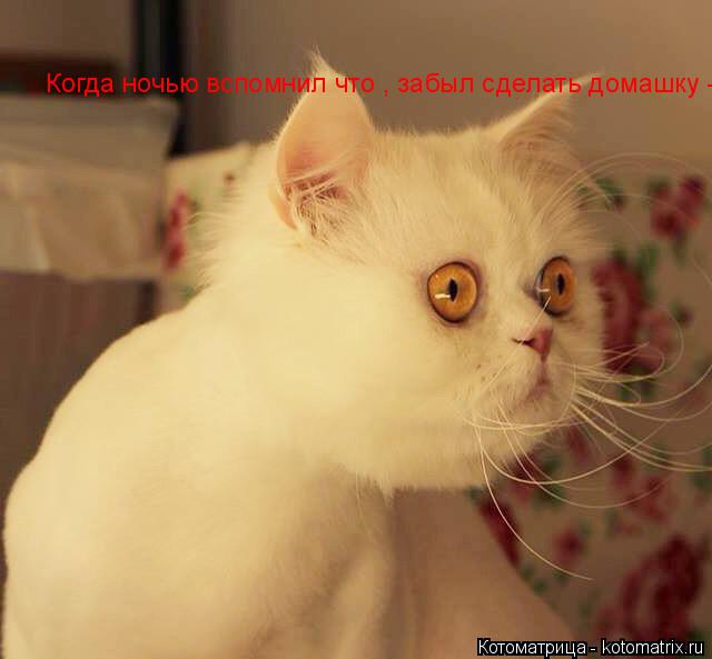 Котоматрица: Когда ночью вспомнил что , забыл сделать домашку -