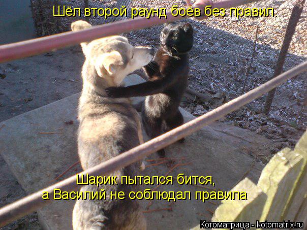 Шёл второй раунд боёв без правил. Шарик пытался бится, а Василий не соблюдал правила... Котоматрица: Шёл второй раунд боёв без правил. Шарик пытался бится, а Василий не соблюдал правила