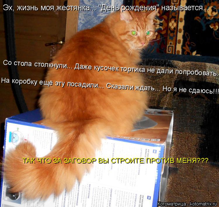 Эх, жизнь моя жестянка... "День рождения" называется... Со стола столкнули... Даже кусочек тортика не... Котоматрица: Эх, жизнь моя жестянка... "День рождения" называется... Со стола столкнули... Даже кусочек тортика не дали попробовать... На коробку ещё эту поса