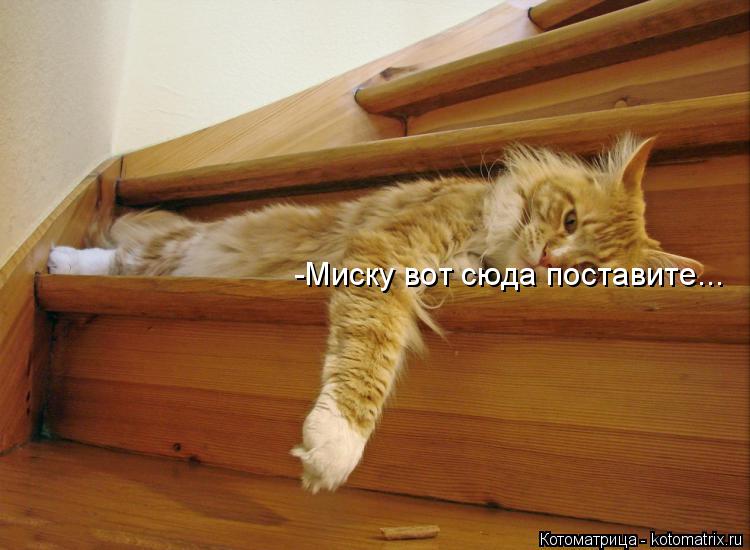 Котоматрица: -Миску вот сюда поставите...
