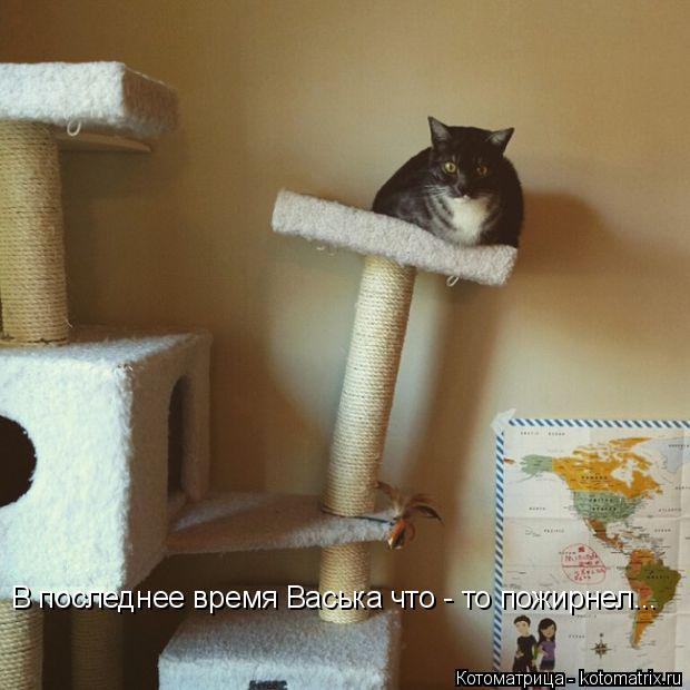 В последнее время Васька что - то пожирнел...... Котоматрица: В последнее время Васька что - то пожирнел...