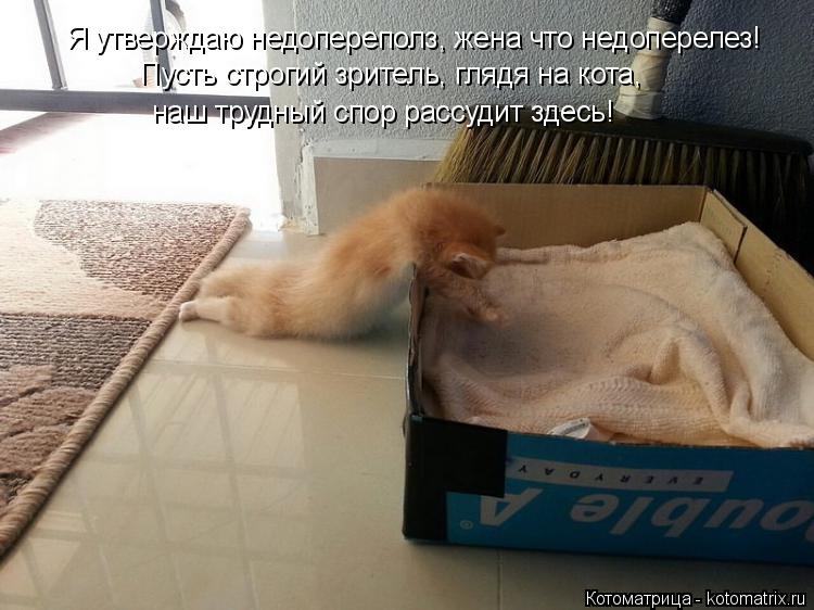 Я утверждаю недопереполз, жена что недоперелез! Пусть строгий зритель, глядя на кота, наш трудный спо... Котоматрица: Я утверждаю недопереполз, жена что недоперелез! Пусть строгий зритель, глядя на кота, наш трудный спор рассудит здесь!