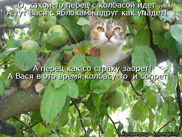 Котоматрица: О, какой-то перец с колбасой идет ... А тут Вася с яблоками вдруг как упадет! А перец как со страху заорет! А Вася в это время колбасу-то  и сопре