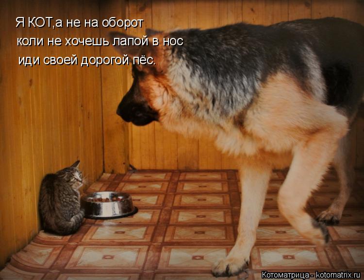 Котоматрица: Я КОТ,а не на оборот коли не хочешь лапой в нос иди своей дорогой пёс.