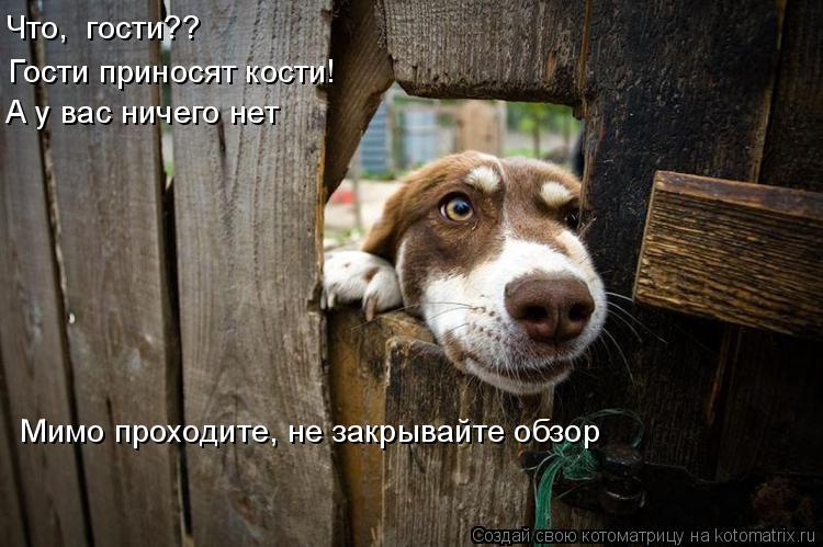 Котоматрица: Что,  гости?? Гости приносят кости! А у вас ничего нет  Мимо проходите, не закрывайте обзор