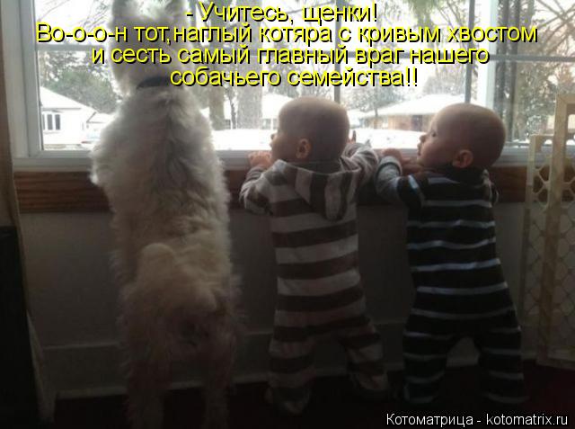 - Учитесь, щенки! Во-о-о-н тот,наглый котяра с кривым хвостом и сесть самый главный враг нашего соба... Котоматрица: - Учитесь, щенки! Во-о-о-н тот,наглый котяра с кривым хвостом и сесть самый главный враг нашего собачьего семейства!!