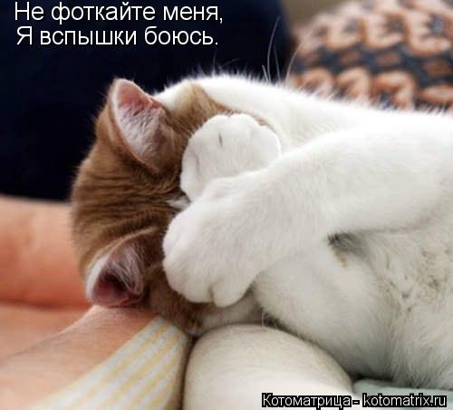 Не фоткайте меня, Я вспышки боюсь.... Котоматрица: Не фоткайте меня, Я вспышки боюсь.