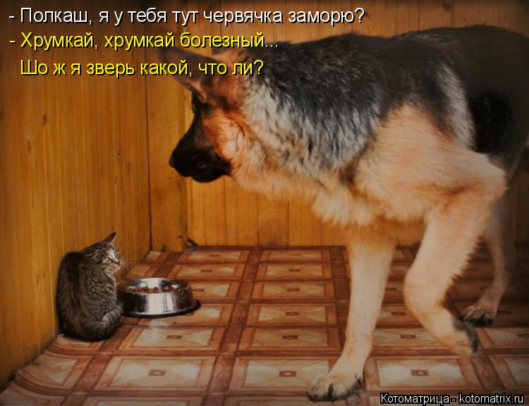 - Полкаш, я у тебя тут червячка заморю? - Хрумкай, хрумкай болезный... Шо ж я зверь какой, что ли?... Котоматрица: - Полкаш, я у тебя тут червячка заморю? - Хрумкай, хрумкай болезный... Шо ж я зверь какой, что ли?