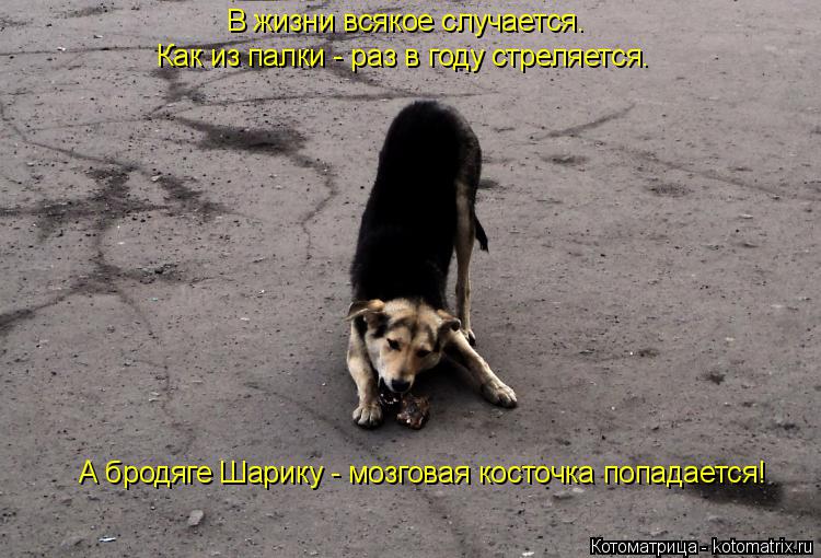 В жизни всякое случается. Как из палки - раз в году стреляется. А бродяге Шарику - мозговая косточка... Котоматрица: В жизни всякое случается. Как из палки - раз в году стреляется. А бродяге Шарику - мозговая косточка попадается!