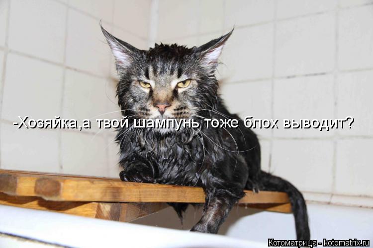 Котоматрица: -Хозяйка,а твой шампунь тоже блох выводит?