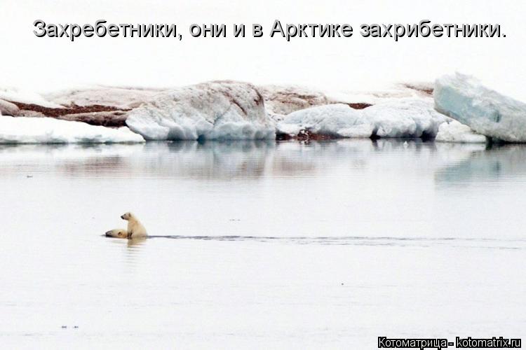 Котоматрица: Захребетники, они и в Арктике захрибетники.