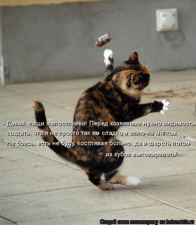 - Давай, пищи жалостливей! Перед хозяевами нужно видимость создать, что я не просто так ем сладко и с... Котоматрица: - Давай, пищи жалостливей! Перед хозяевами нужно видимость создать, что я не просто так ем сладко и сплю на мягком. Не боись, есть не буду, кос