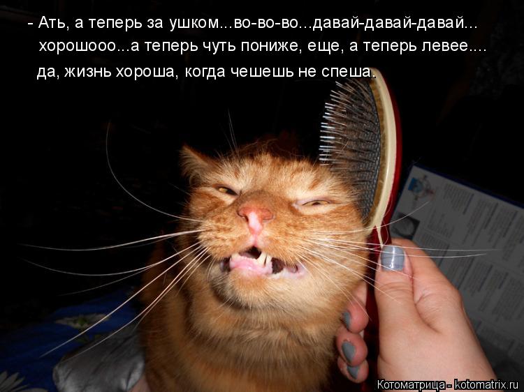- Ать, а теперь за ушком...во-во-во...давай-давай-давай... хорошооо...а теперь чуть пониже, еще, а те... Котоматрица: - Ать, а теперь за ушком...во-во-во...давай-давай-давай... хорошооо...а теперь чуть пониже, еще, а теперь левее.... да, жизнь хороша, когда чешешь не