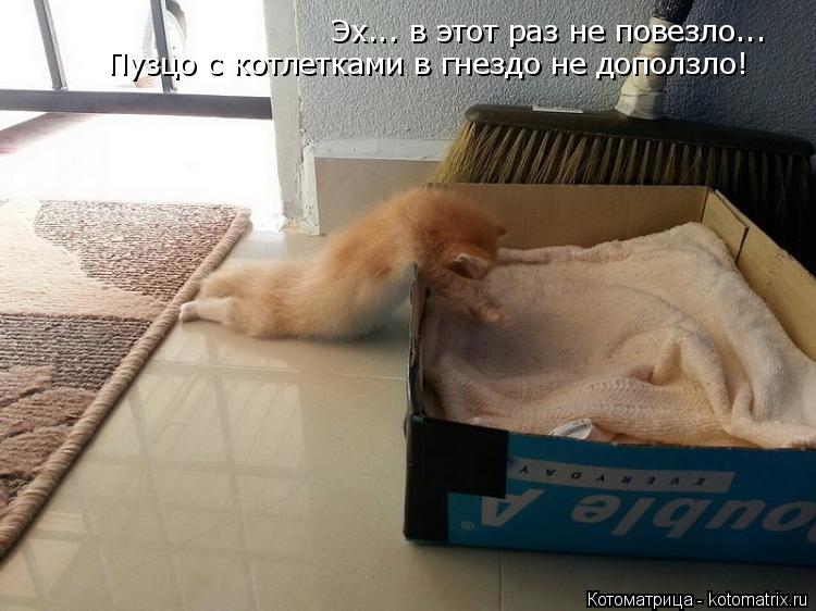 Котоматрица: Эх... в этот раз не повезло... Пузцо с котлетками в гнездо не доползло!