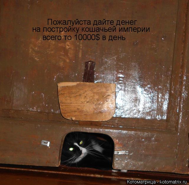 Котоматрица: Пожалуйста дайте денег  на постройку кошачьей империи всего то 10000$ в день