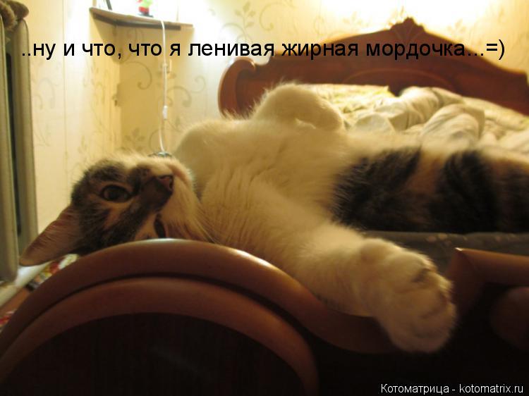 Котоматрица: ..ну и что, что я ленивая жирная мордочка...=)
