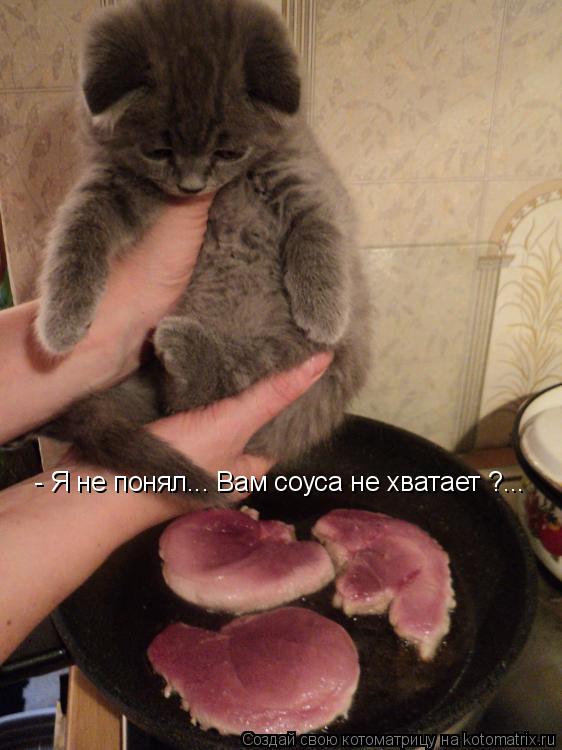 - Я не понял... Вам соуса не хватает ?...... Котоматрица: - Я не понял... Вам соуса не хватает ?...
