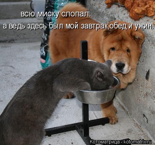 всю миску слопал. а ведь здесь был мой завтрак,обед и ужин...... Котоматрица: всю миску слопал. а ведь здесь был мой завтрак,обед и ужин...
