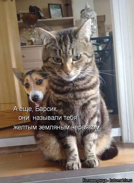 Котоматрица: А еще, Барсик, они  называли тебя желтым земляным червяком...