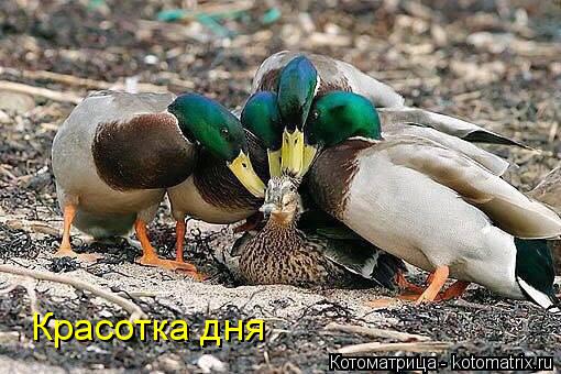Котоматрица: Красотка дня