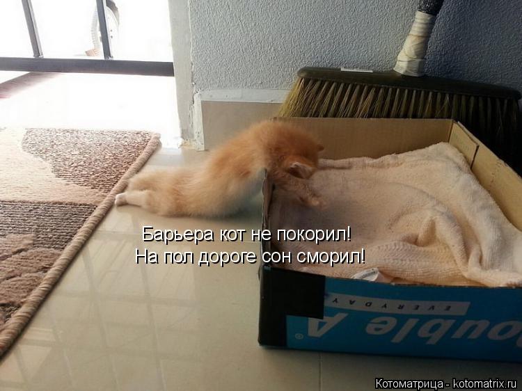 На пол дороге сон сморил! Барьера кот не покорил!... Котоматрица: На пол дороге сон сморил! Барьера кот не покорил!