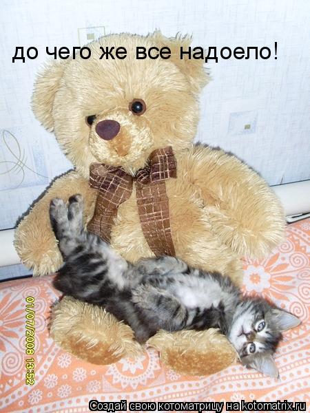 до чего же все надоело!... Котоматрица: до чего же все надоело!