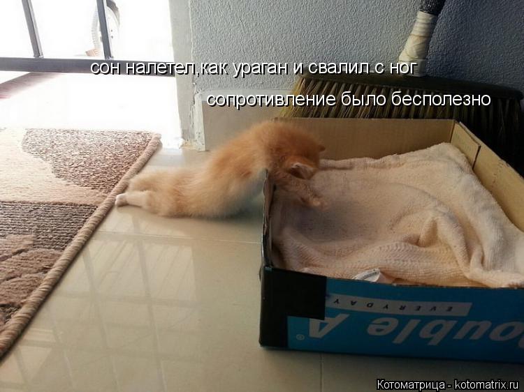 сон налетел,как ураган и свалил с ног сопротивление было бесполезно... Котоматрица: сон налетел,как ураган и свалил с ног сопротивление было бесполезно