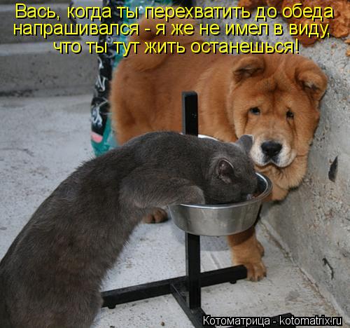 Вась, когда ты перехватить до обеда напрашивался - я же не имел в виду, что ты тут жить останешься!... Котоматрица: Вась, когда ты перехватить до обеда напрашивался - я же не имел в виду, что ты тут жить останешься!