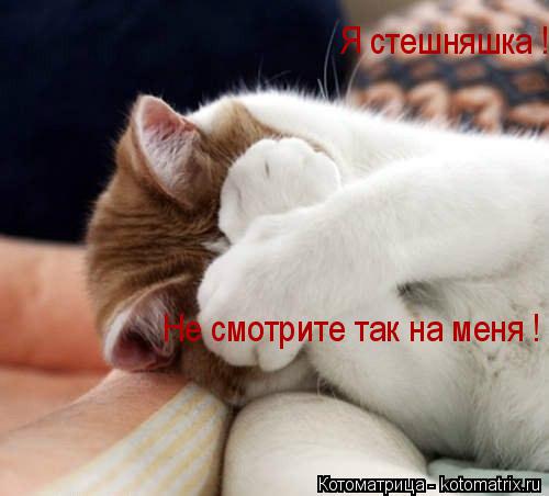 Котоматрица: Я стешняшка !  Не смотрите так на меня !