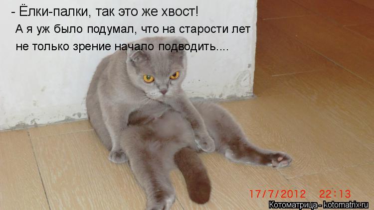 - Ёлки-палки, так это же хвост! А я уж было подумал, что на старости лет не только зрение начало подв... Котоматрица: - Ёлки-палки, так это же хвост! А я уж было подумал, что на старости лет не только зрение начало подводить....