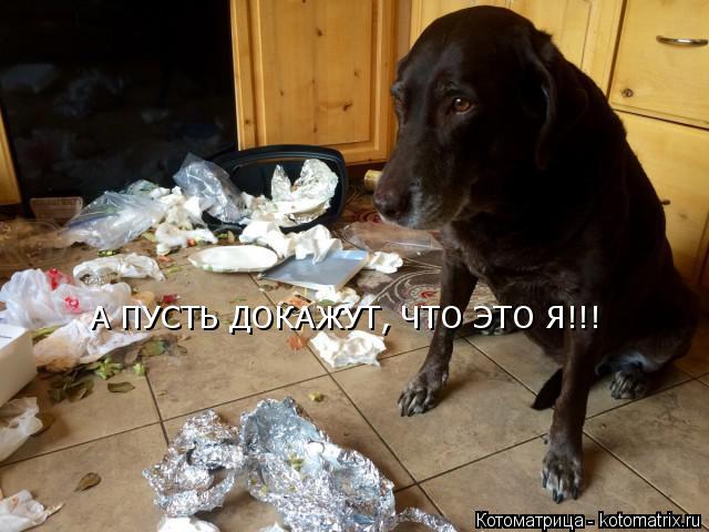 Котоматрица: А ПУСТЬ ДОКАЖУТ, ЧТО ЭТО Я!!!
