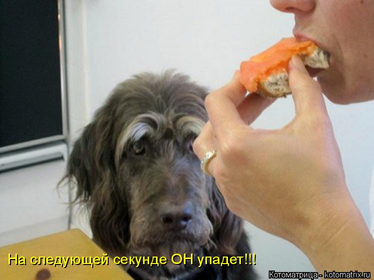 Котоматрица: На следующей секунде ОН упадет!!!