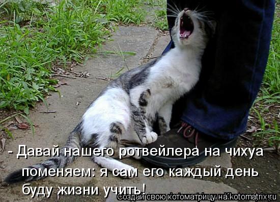 Котоматрица: - Давай нашего ротвейлера на чихуа  поменяем: я сам его каждый день буду жизни учить!