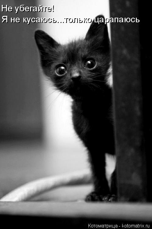 Котоматрица: Не убегайте! Я не кусаюсь...только царапаюсь