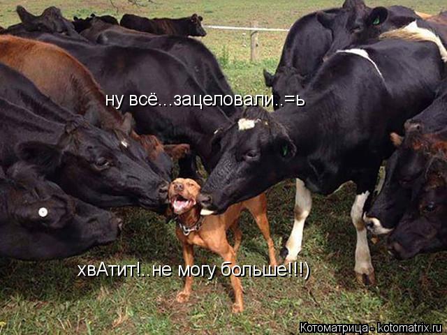 Котоматрица: ну всё...зацеловали..=ь хвАтит!..не могу больше!!!)