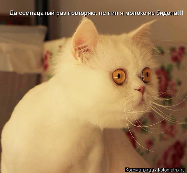 Котоматрица: Да семнацатый раз повторяю: не пил я молоко из бидона!!!