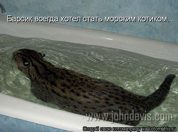 Котоматрица: Барсик всегда хотел стать морским котиком...