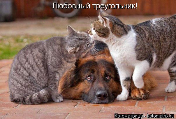 Любовный треугольник!... Котоматрица: Любовный треугольник!