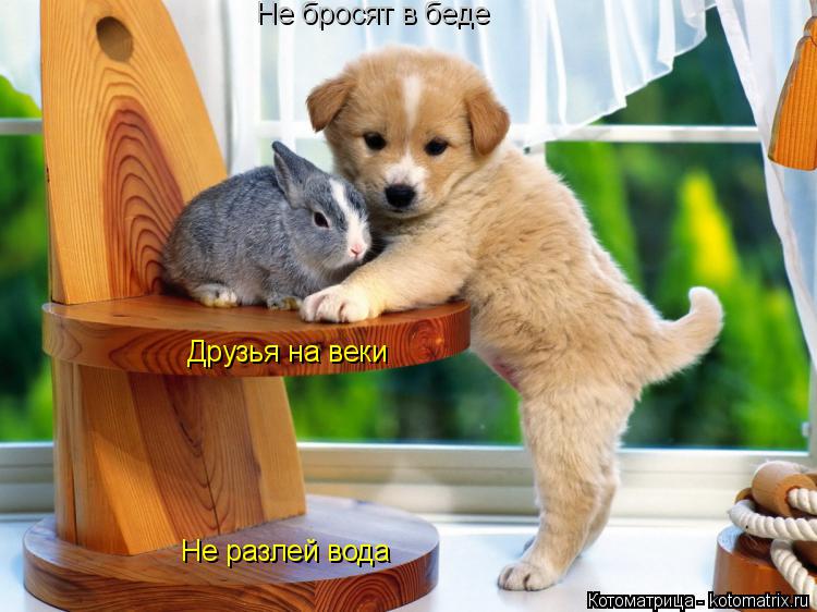 Друзья на веки Не разлей вода Не бросят в беде... Котоматрица: Друзья на веки Не разлей вода Не бросят в беде