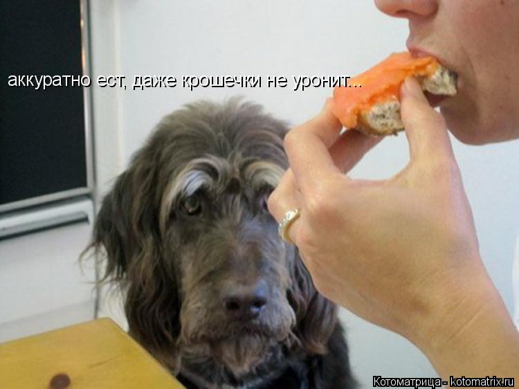 аккуратно ест, даже крошечки не уронит...... Котоматрица: аккуратно ест, даже крошечки не уронит...