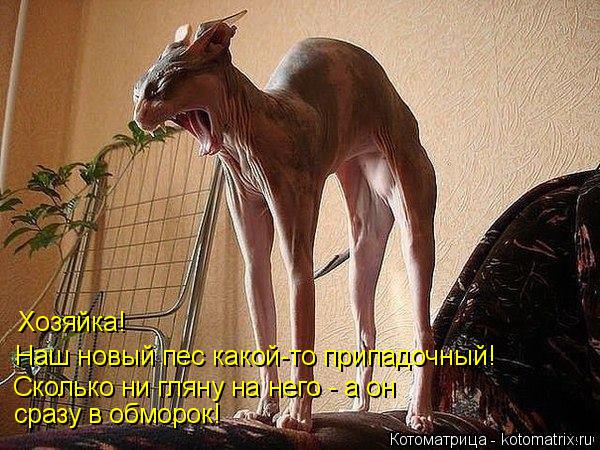 Хозяйка! Наш новый пес какой-то припадочный! Сколько ни гляну на него - а он сразу в обморок!... Котоматрица: Хозяйка! Наш новый пес какой-то припадочный! Сколько ни гляну на него - а он сразу в обморок!