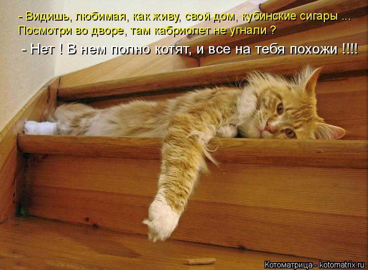 Котоматрица: - Видишь, любимая, как живу, свой дом, кубинские сигары ... Посмотри во дворе, там кабриолет не угнали ? - Нет ! В нем полно котят, и все на тебя по