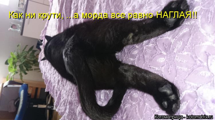 Как ни крути, ...а морда все равно НАГЛАЯ!!... Котоматрица: Как ни крути, ...а морда все равно НАГЛАЯ!!