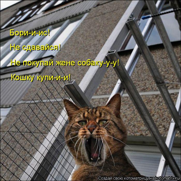 Бори-и-ис! Не сдавайся! Не покупай жене собаку-у-у! Кошку купи-и-и!... Котоматрица: Бори-и-ис! Не сдавайся! Не покупай жене собаку-у-у! Кошку купи-и-и!